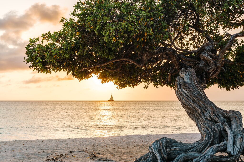 tablet_landscape_horizontal_rectangle-_JET5887 Eagle Beach, Aruba, Caribe