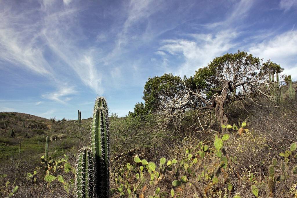 Parque Nacional Arirok, Aruba, Caribe