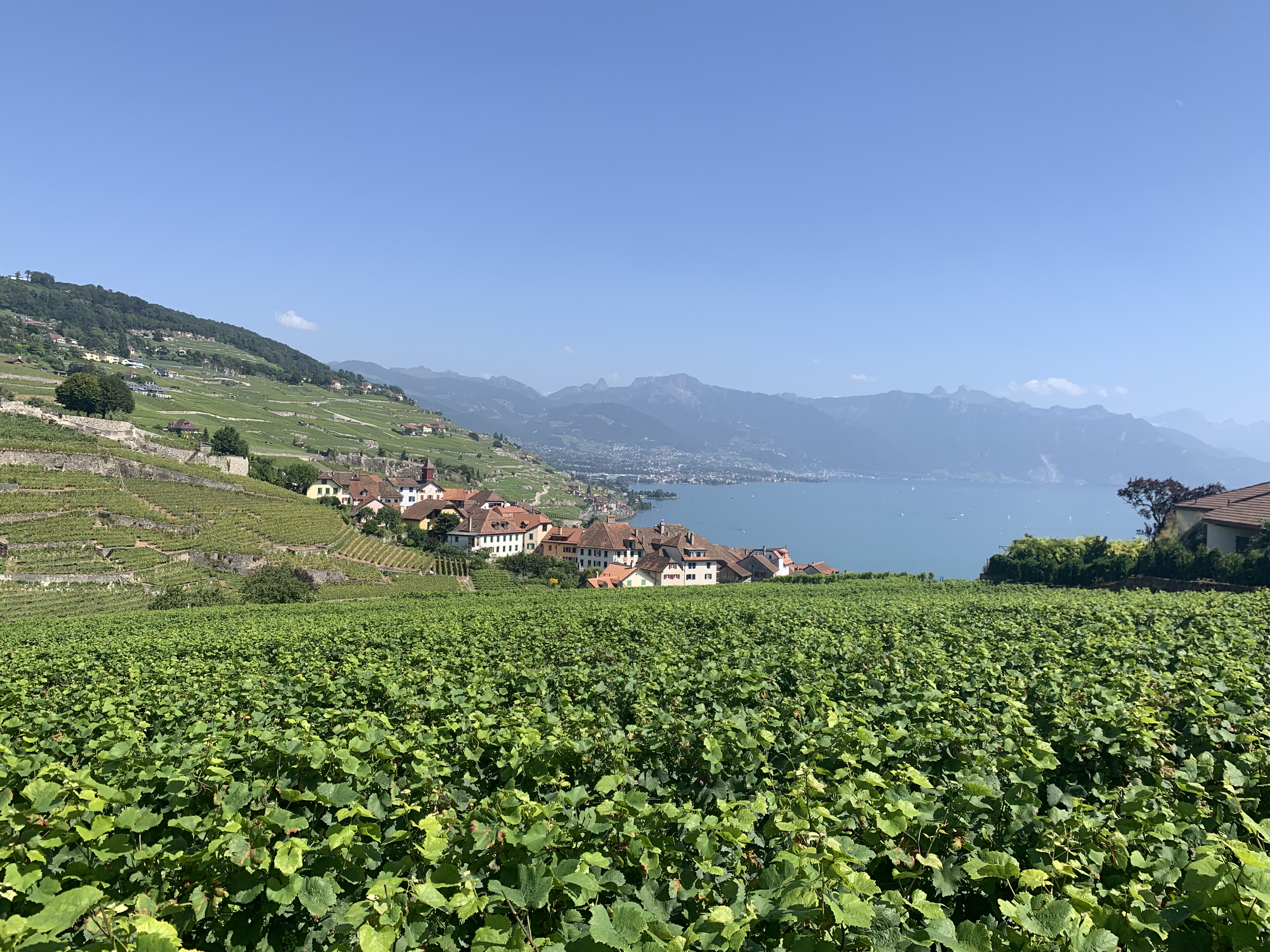 IMG_4717 Vinhedos de Lavaux, considerada a região de vinhos mais bonita do mundo pela revista Forbes