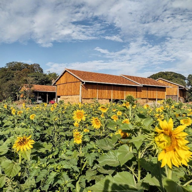 Com amplas áreas ao ar livre, o Macena Flores tem belos campos de girassóis.