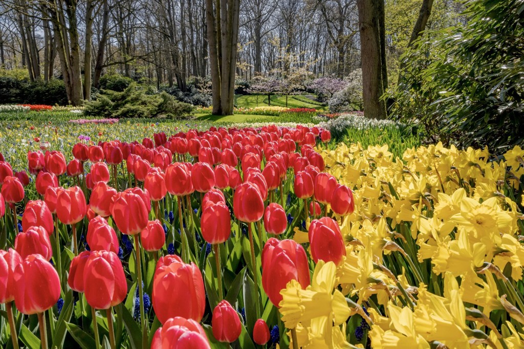 Jardins de Keukenhof, Lisse, Holanda