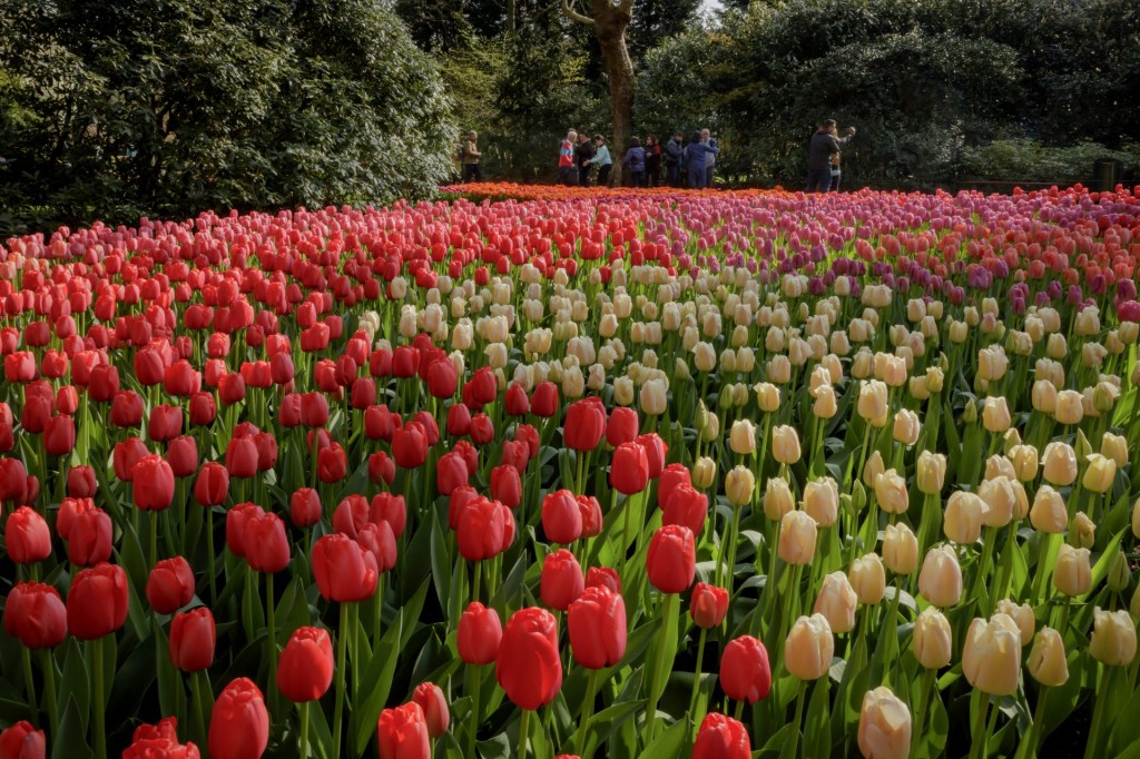 Jardins de Keukenhof, Lisse, Holanda