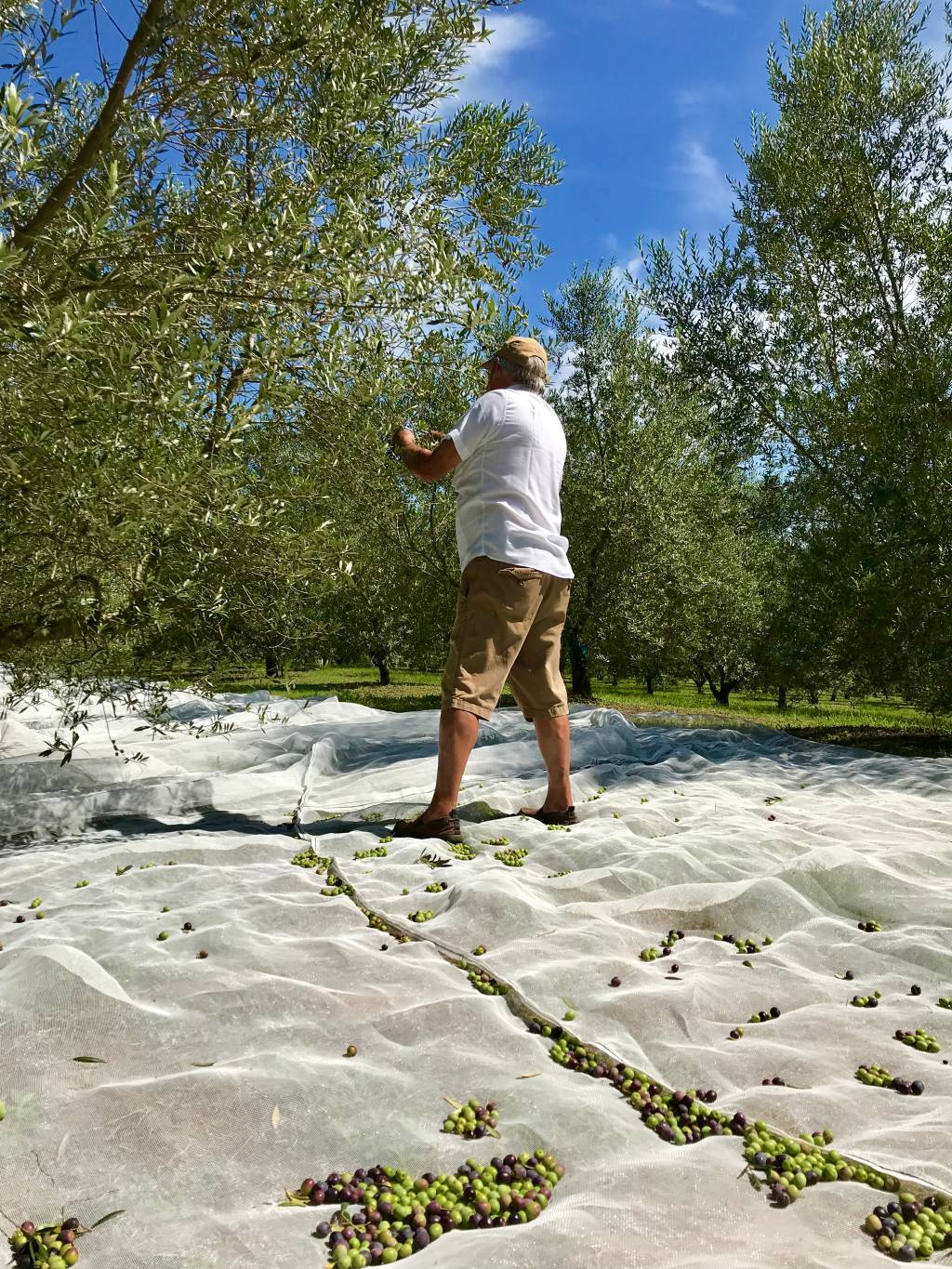 Estância das Oliveiras (15) Na imagem vemos um homem idoso branco colhendo azeitonas de um olival.