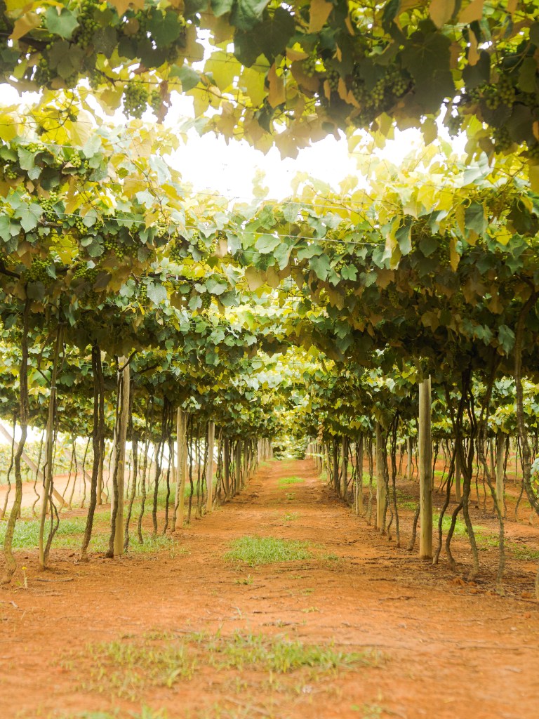 Vinícolas Góes, São Roque, São Paulo, Brasil