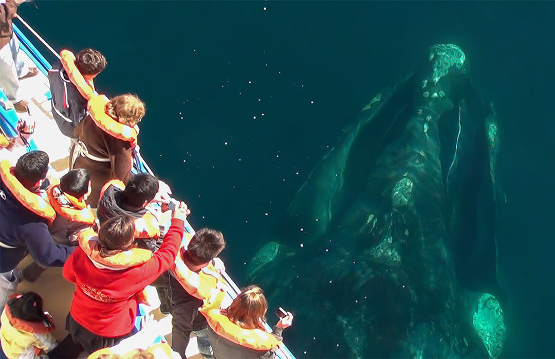 Baleia-franca, Península Valdés, Argentina