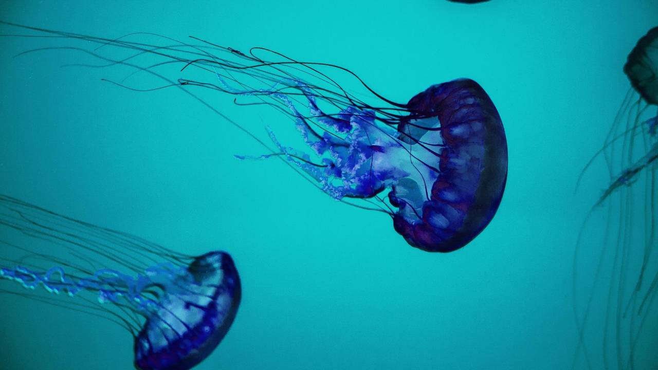 Medusas, o perrengue chic do verão europeu