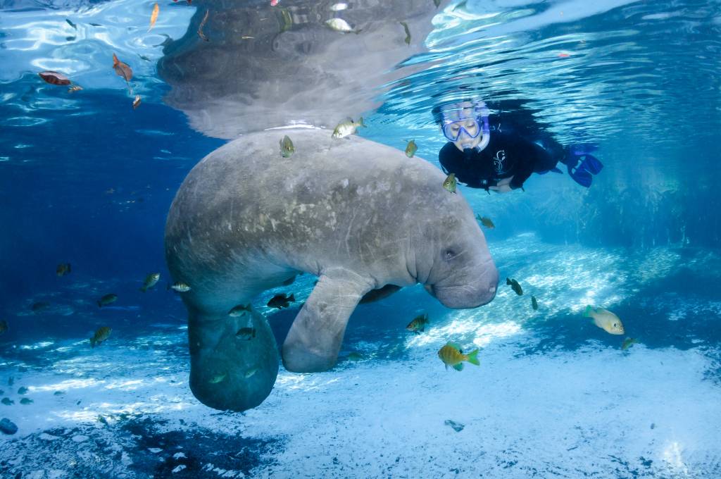 Peixe boi nadando com humano, crystal river, estados unidos