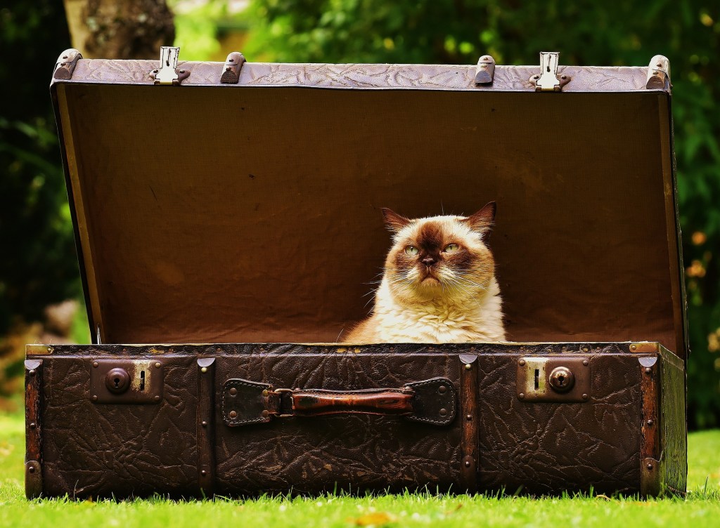 Gato, mala, viagem, pets