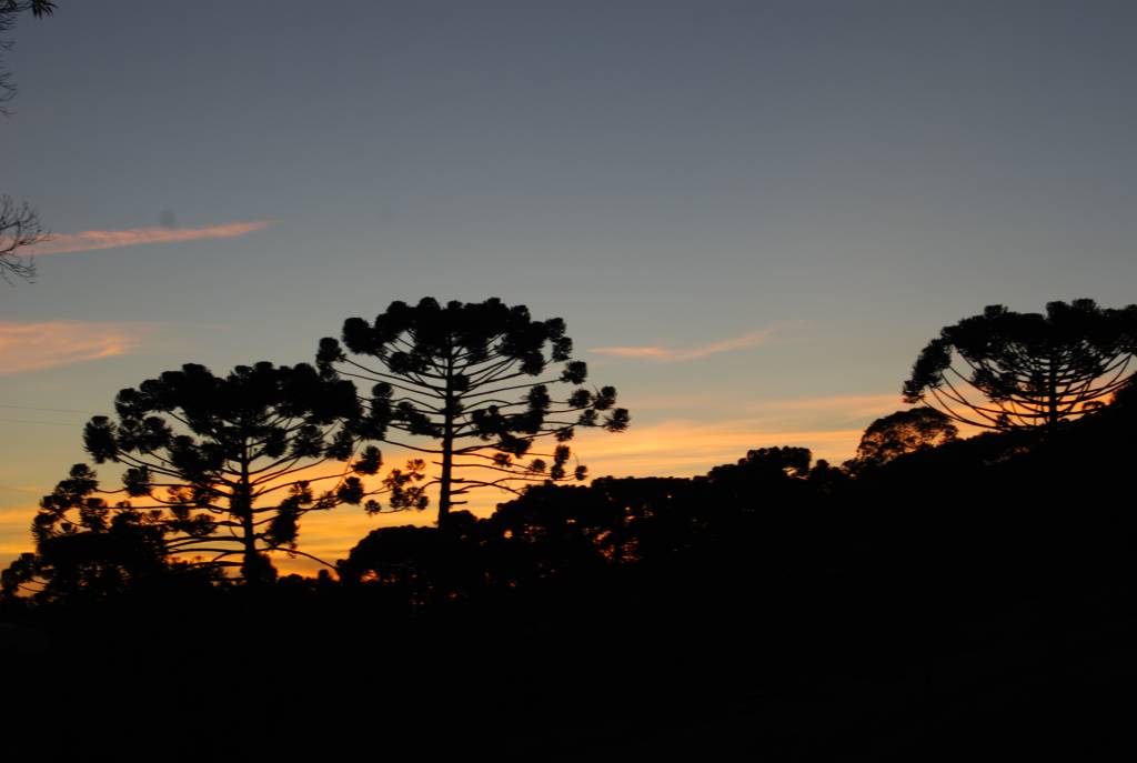 Araucárias de Gonçalves, Minas Gerais, Brasil A foto mostra araucárias ao por do sol