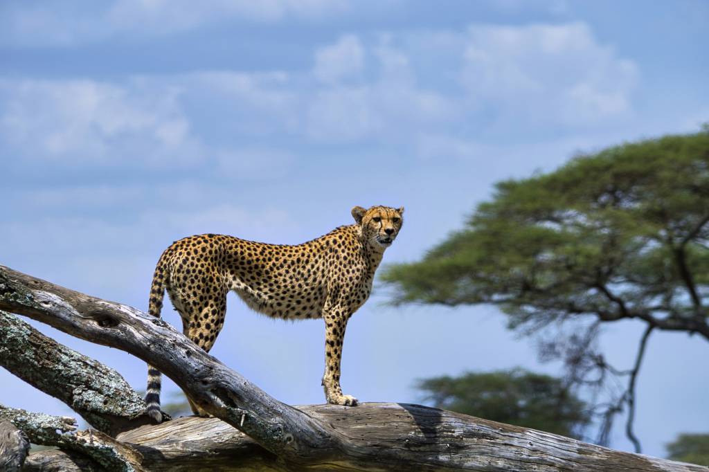 Parque Nacional do Serengeti, Tanzânia Parque Nacional do Serengeti, Tanzânia