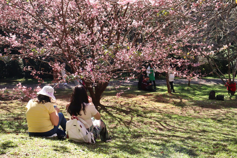 Parque da Cerejeira em Campos do Jordão