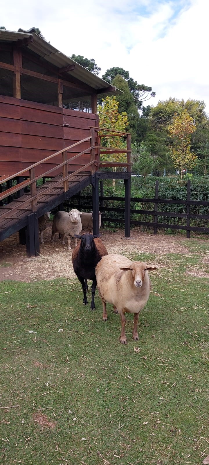 Ovelhas da Mãostiqueiras As ovelhas fofas do projeto Mãostiqueiras