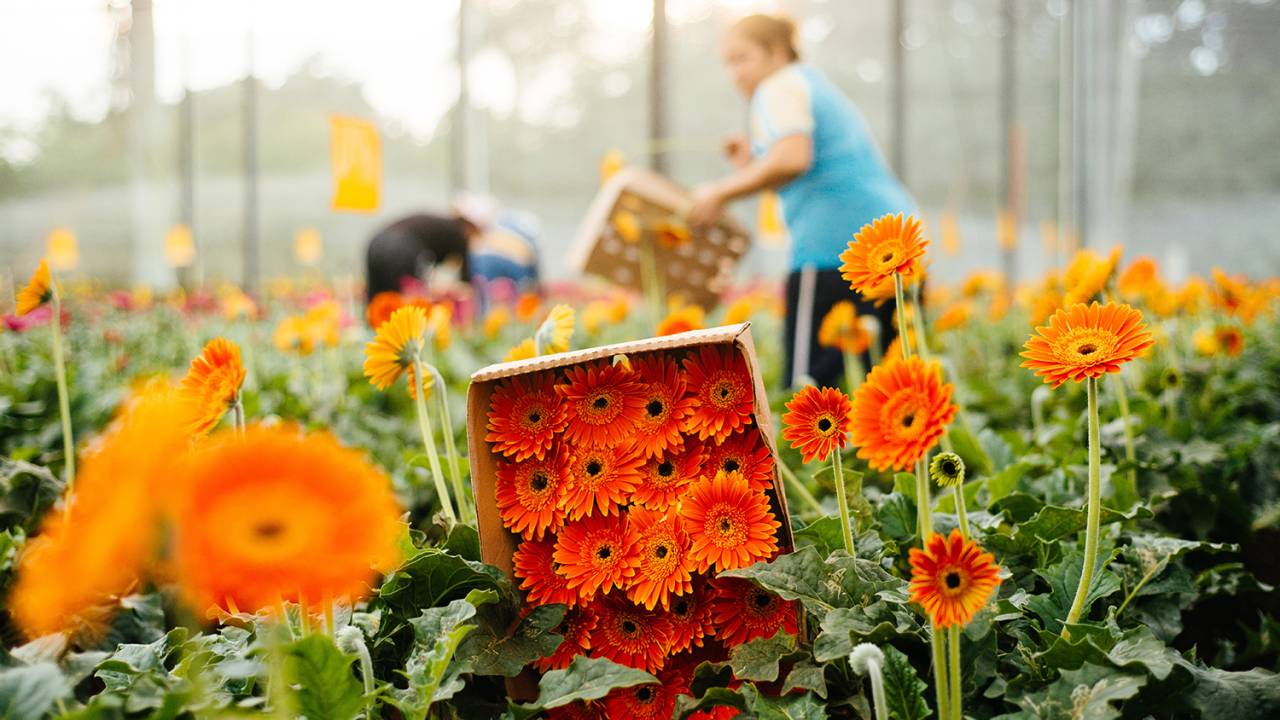 bloemen-park-holambra