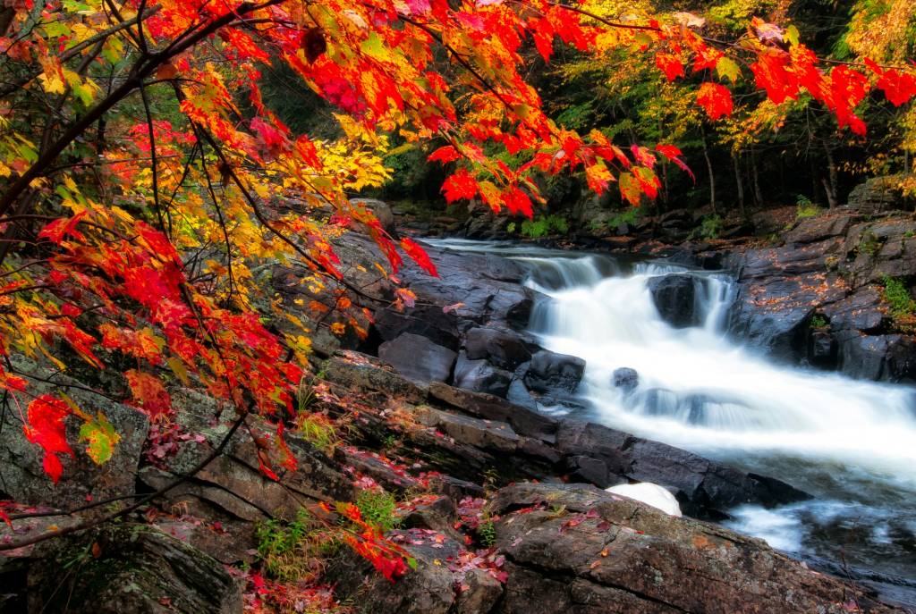 maple-outono-canada-bordo maple-outono-canada-bordo
