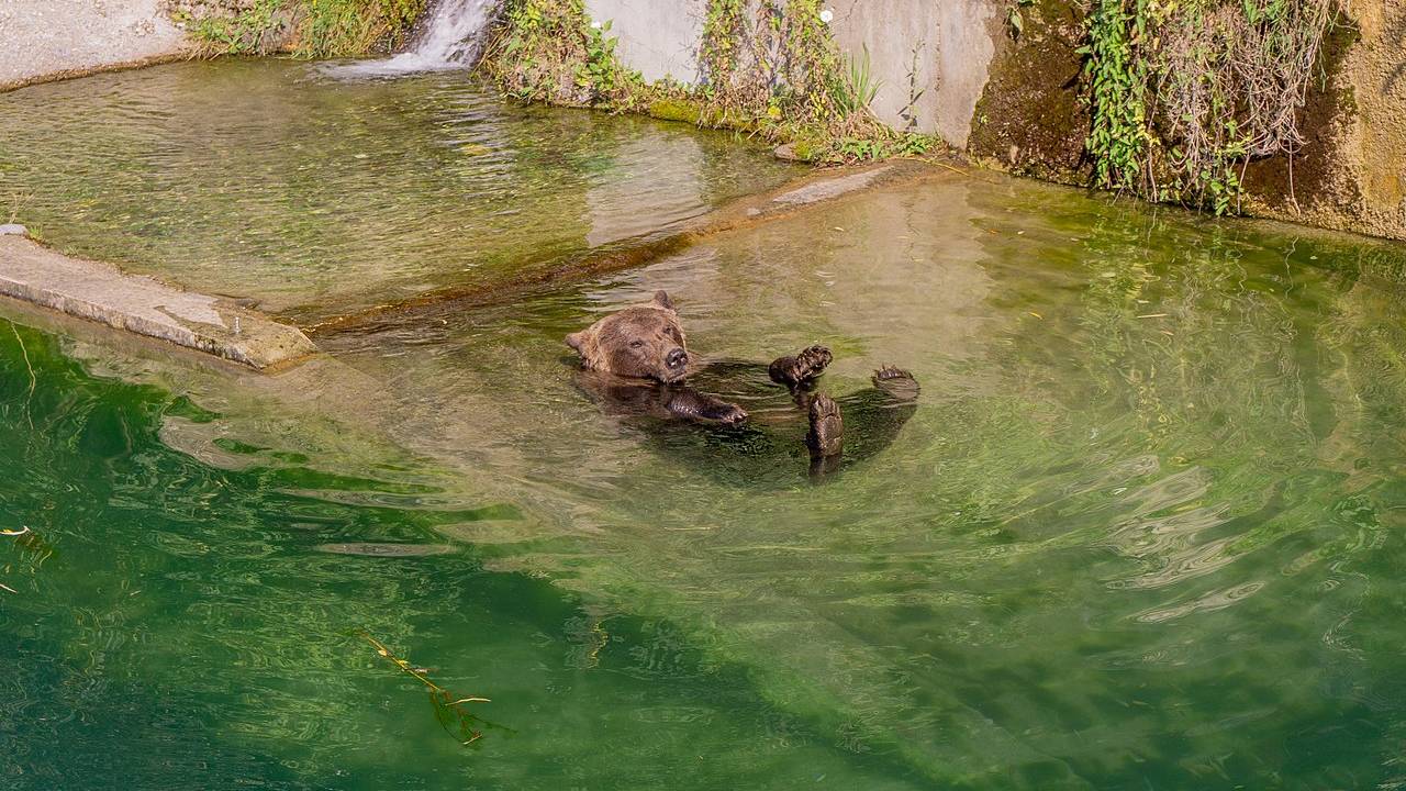 parque-dos-ursos-barenpark-berna