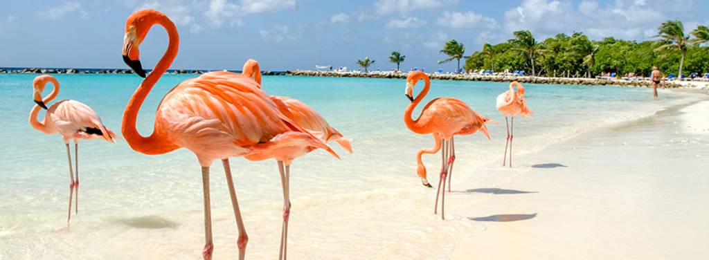 Cayo-coco-flamingos Cayo-coco-flamingos