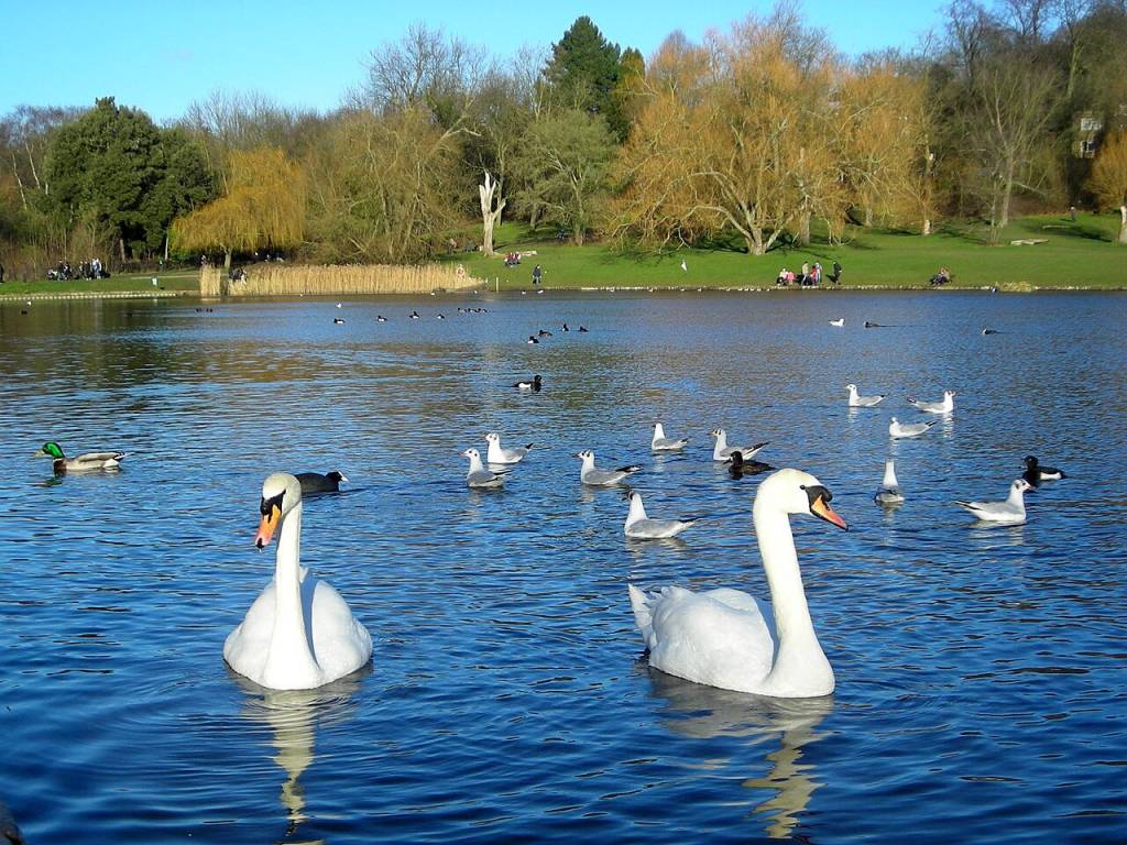 hampstead-heath-pond