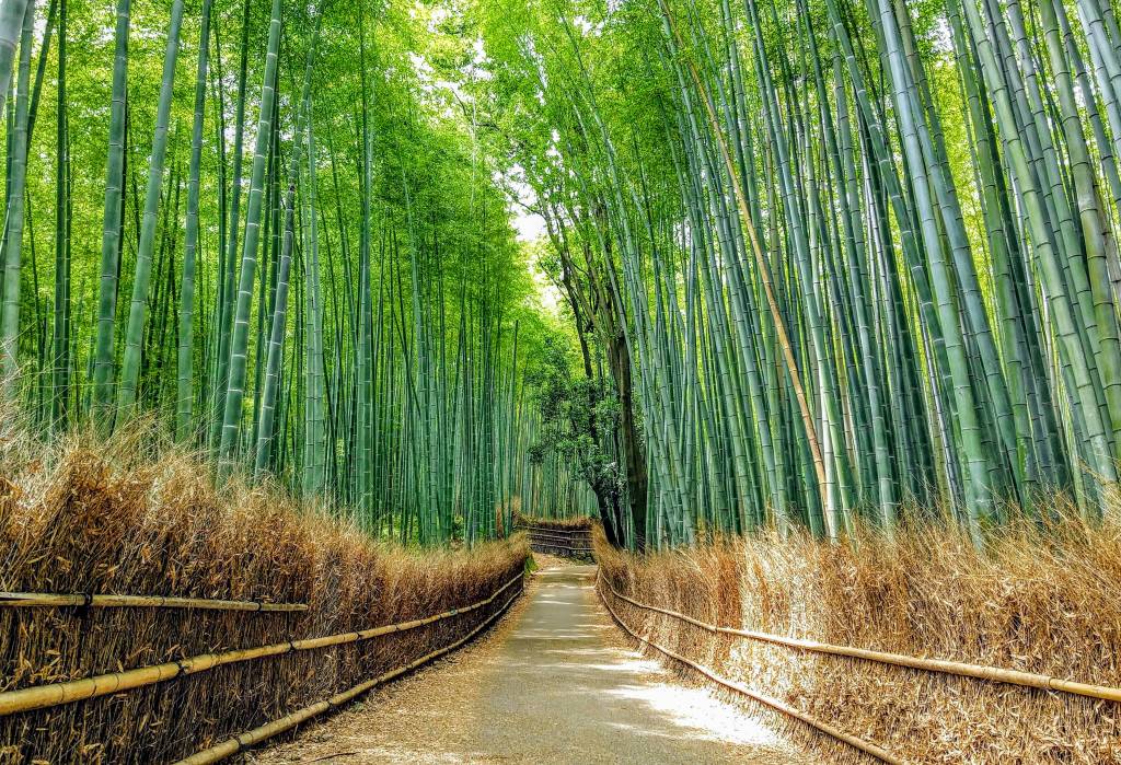 kyoto-floresta-bambu