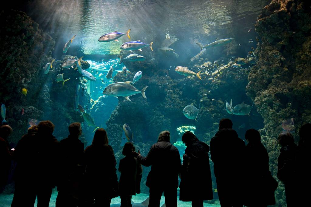 museu-oceanográfico museu-oceanográfico