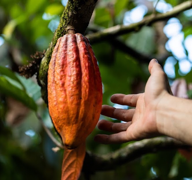 Dengo, Ilhéus, Bahia
