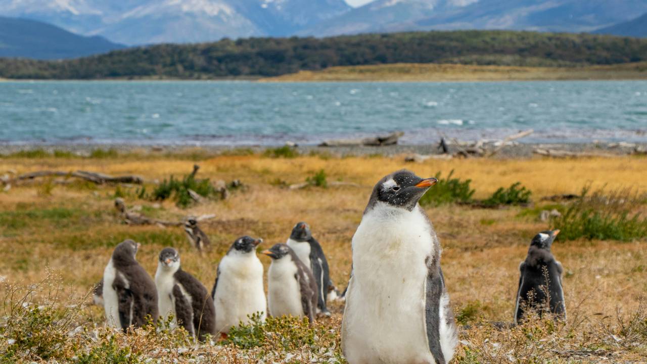patagonia-argentina-pinguins