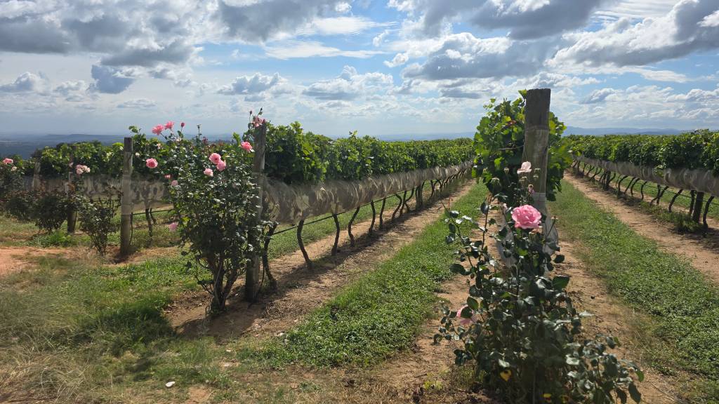 Rosas como sinalização das uvas Rosas como sinalização das uvas